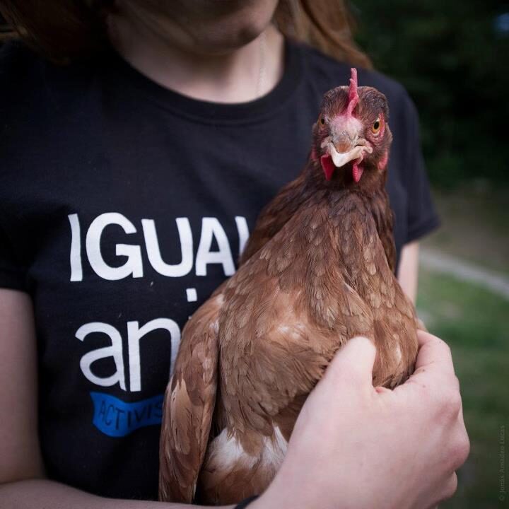 logo Animal Equality