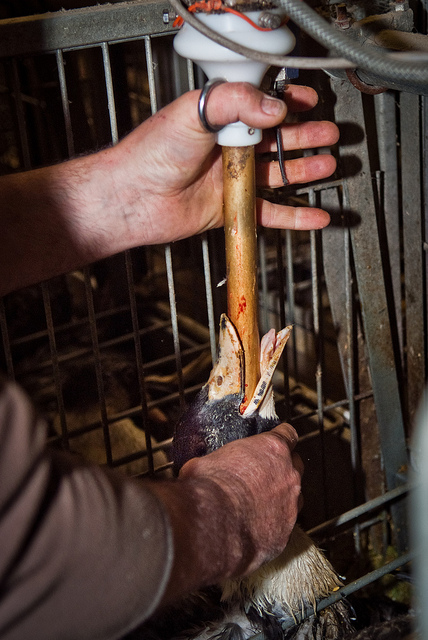 Alimentazione forzata per produrre foie gras