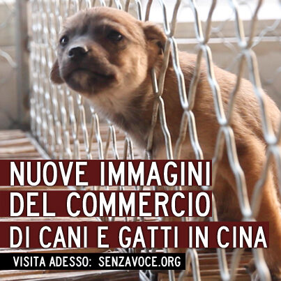 logo Animal Equality