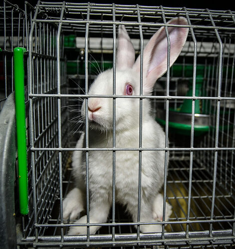 Vite Spezzate - Un'investigazione di Animal Equality