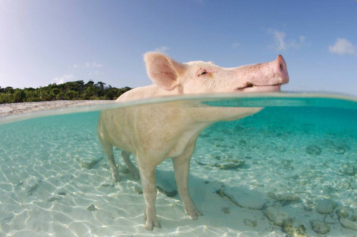 Bahamas, la gita al mare dei porcellini