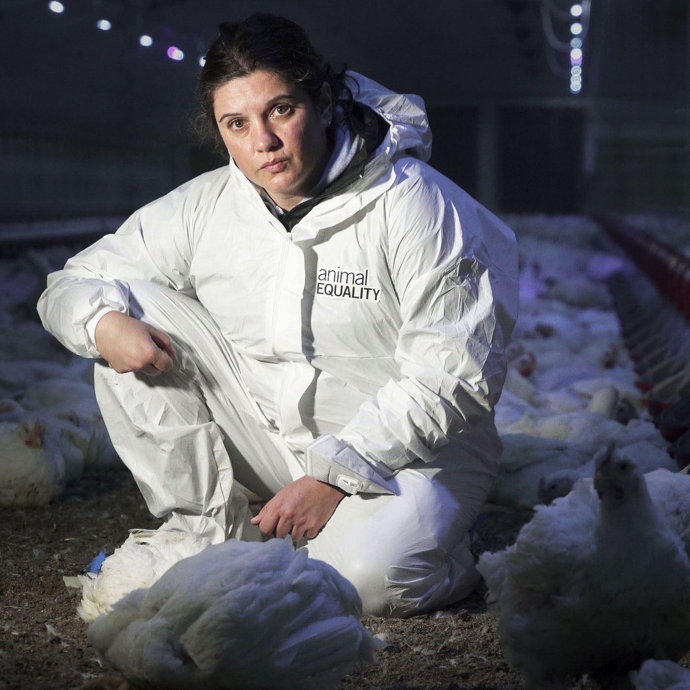 Animal Equality investigazioni allevamenti intensivi Animal Equality investigazioni allevamenti intensivi