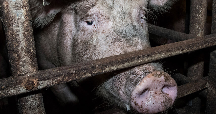 https://animalequality.it/app/uploads/2018/02/cropped-one_third_british_pig_farms.jpg