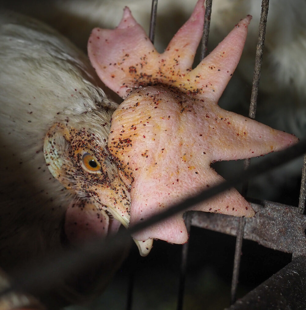 Italian Egg Farm - Animal Equality