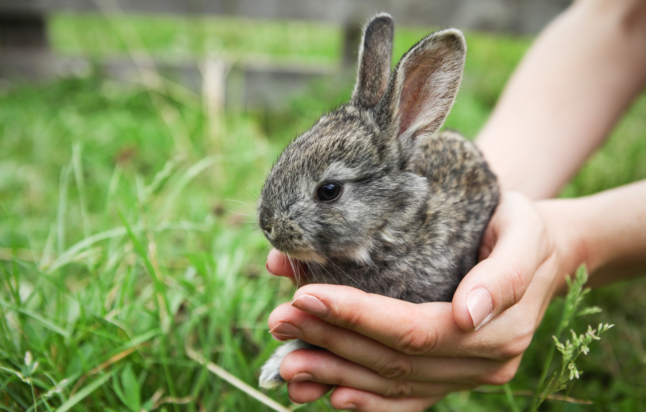 Выскочил зайчик. Маленькие кролики. Маленький кролик в руках. Заяц в руках. Зайчонок в руках.