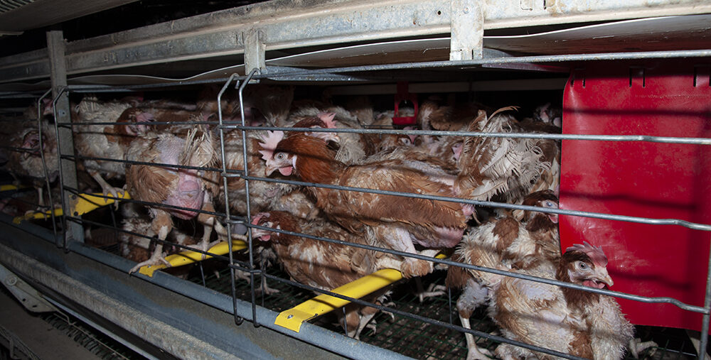 Caged Hens - UK Egg Farm - Animal Equality