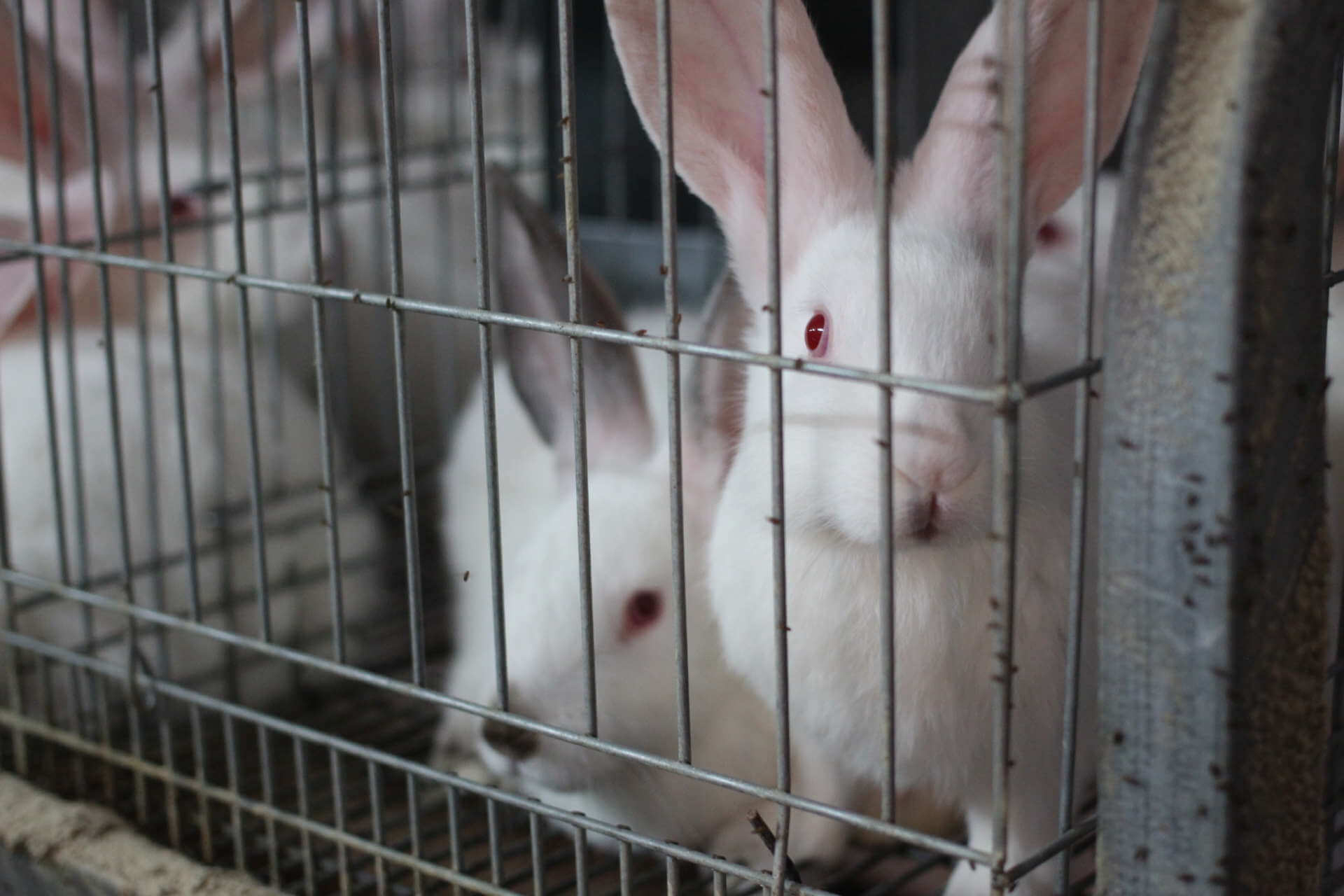 Allevamenti in gabbia conigli: Realacci deposita interrogazione