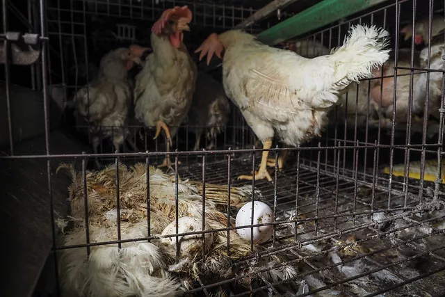 La vita delle galline in gabbia è una tortura costante