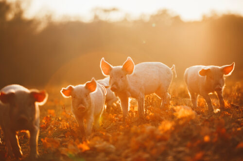 logo Animal Equality