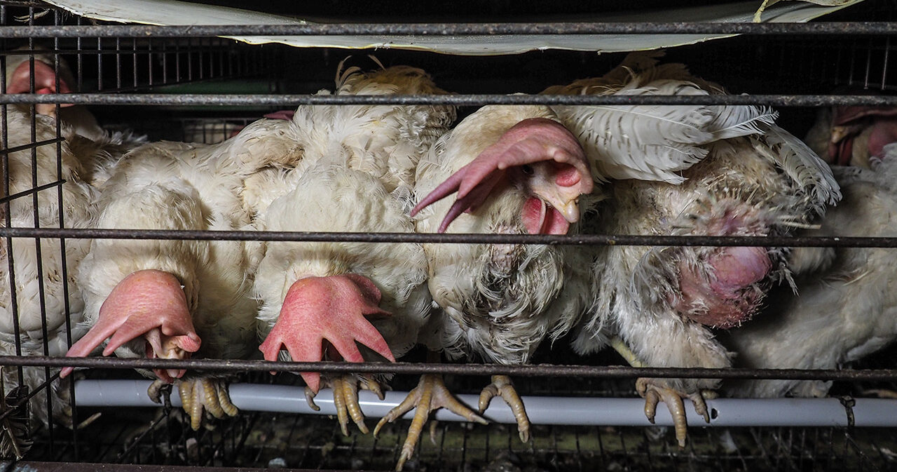 La Repubblica Ceca vieta le gabbie per le galline