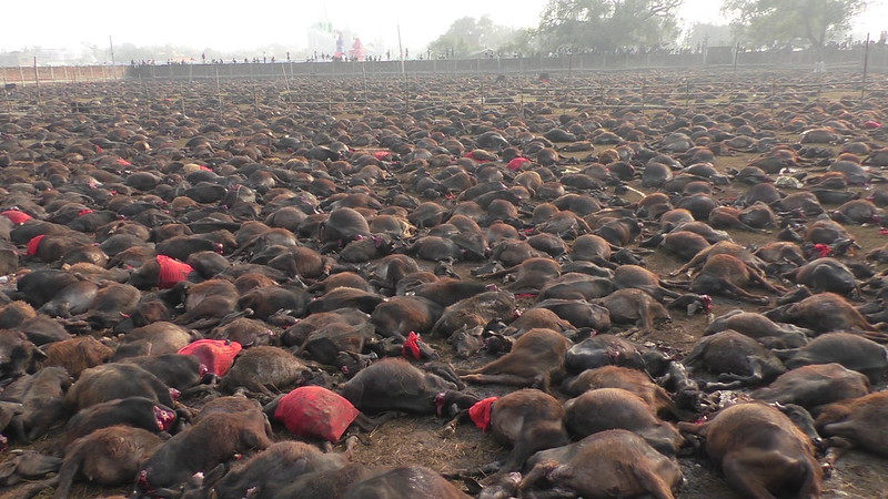 sacrifici animali india, Gadhimai