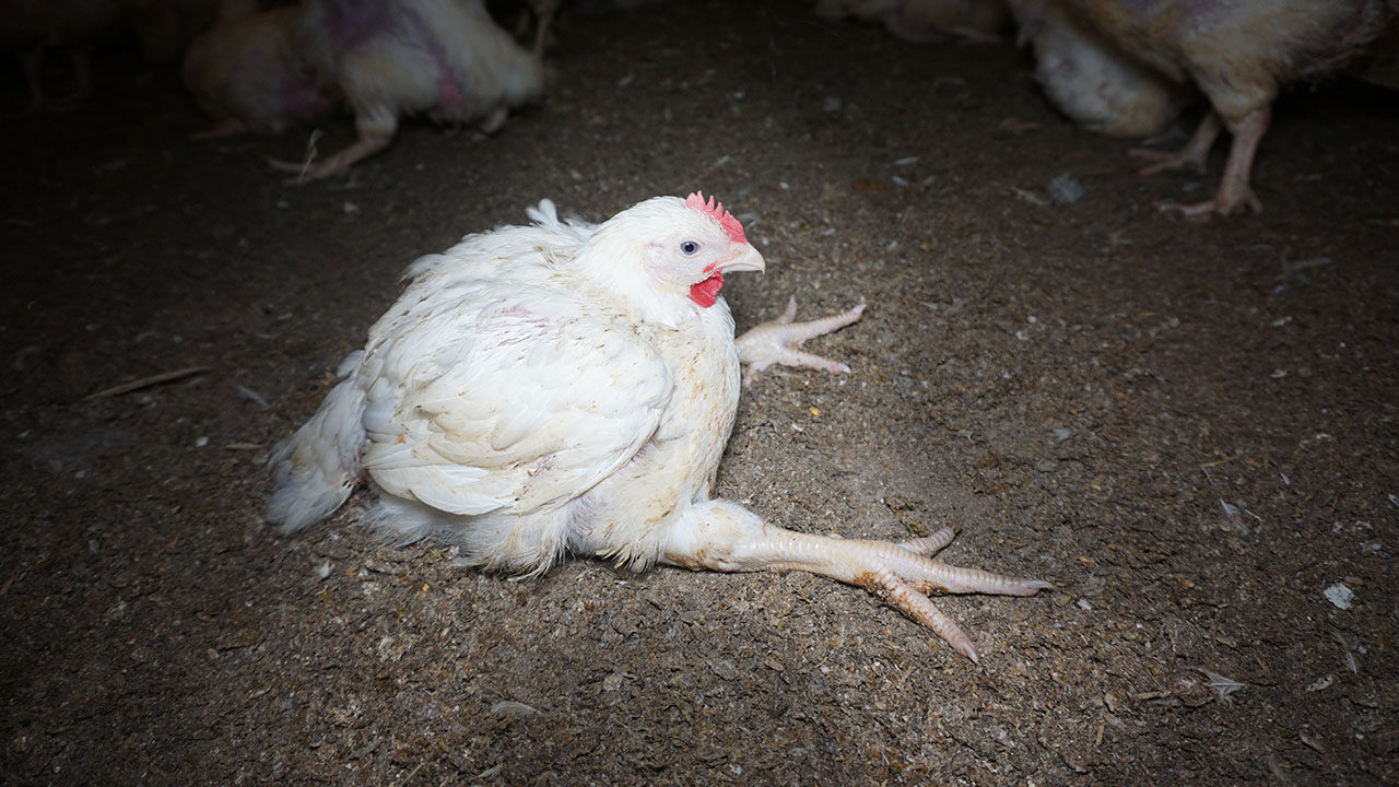 Pollo Broiler