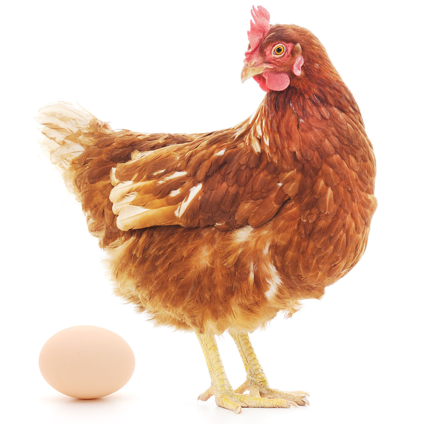 Basta galline gabbie Basta galline gabbie