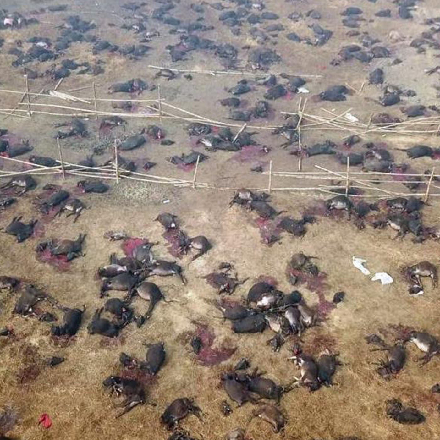 Gadhimai festival Gadhimai festival
