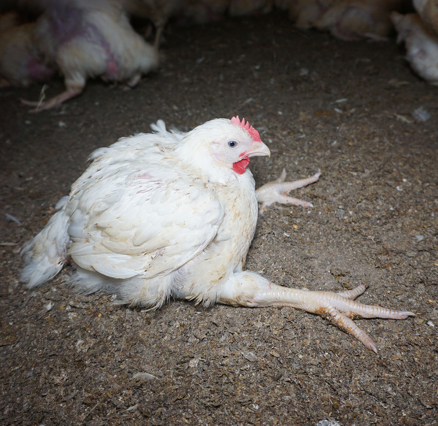 strisce bianche pollo strisce bianche pollo