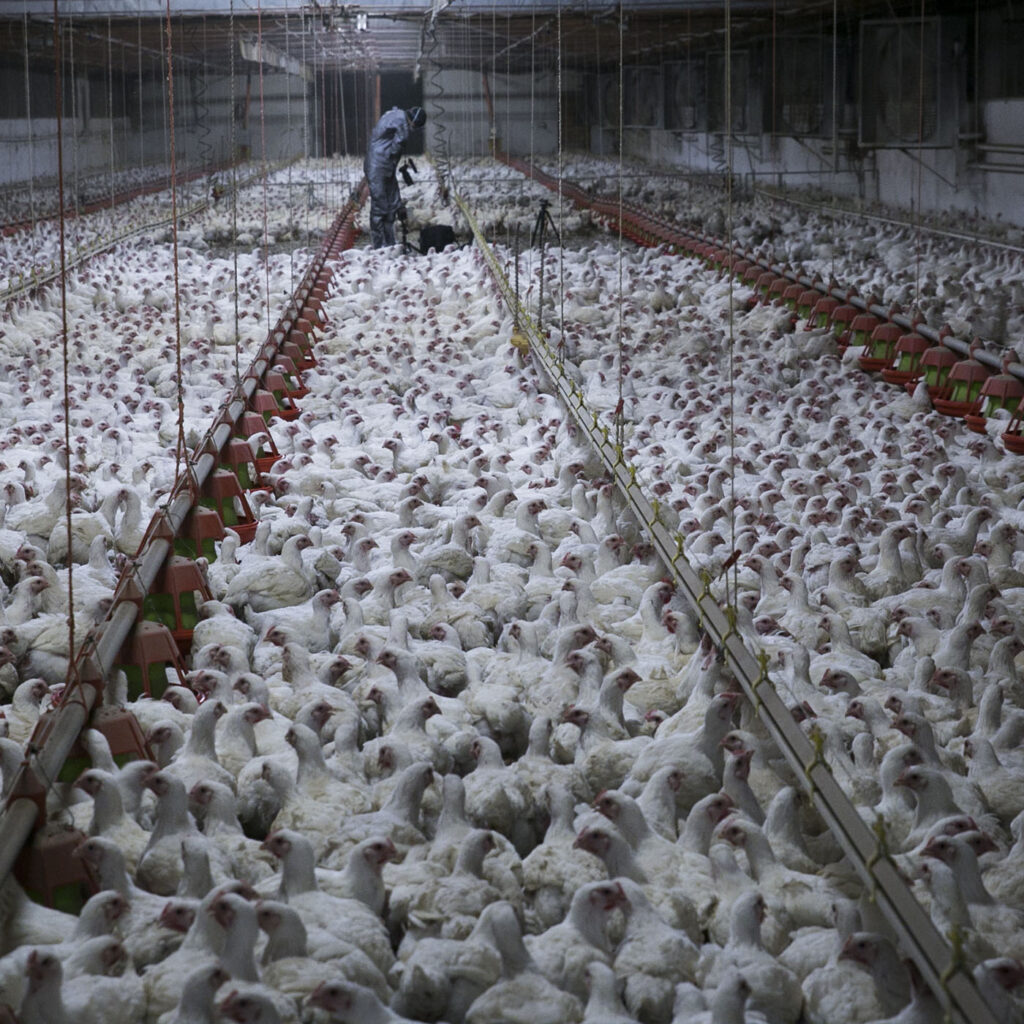 Tutte le crudeltà (legali) degli allevamenti e dei macelli