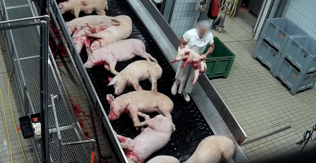 social-image-pig-slaughterhouse-violence