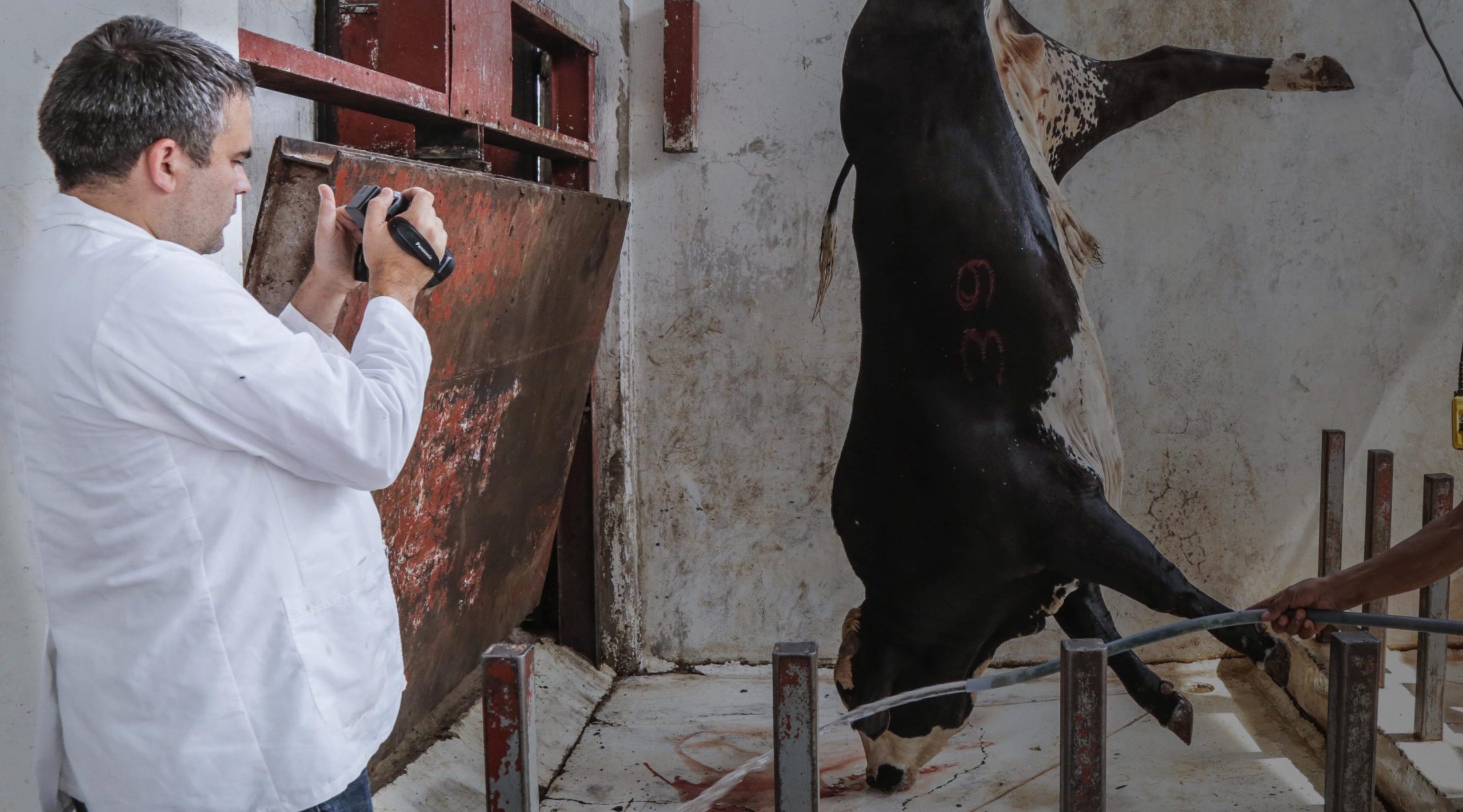 Le Crudelt Nei Macelli Italiani Animal Equality Italia