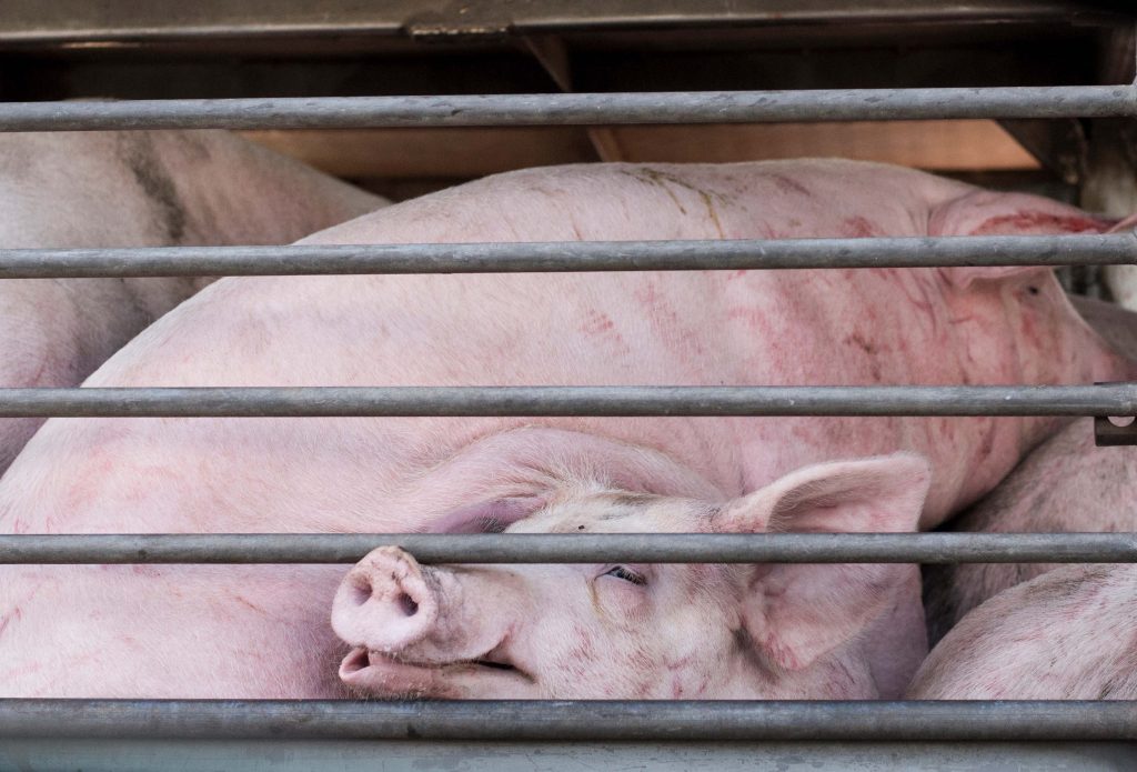 Settimana contro il trasporto di animali vivi