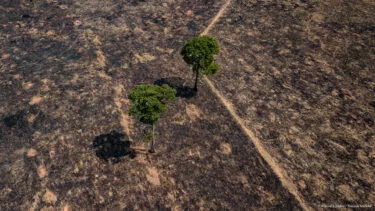 La verità sull'industria della carne in prima serata 4