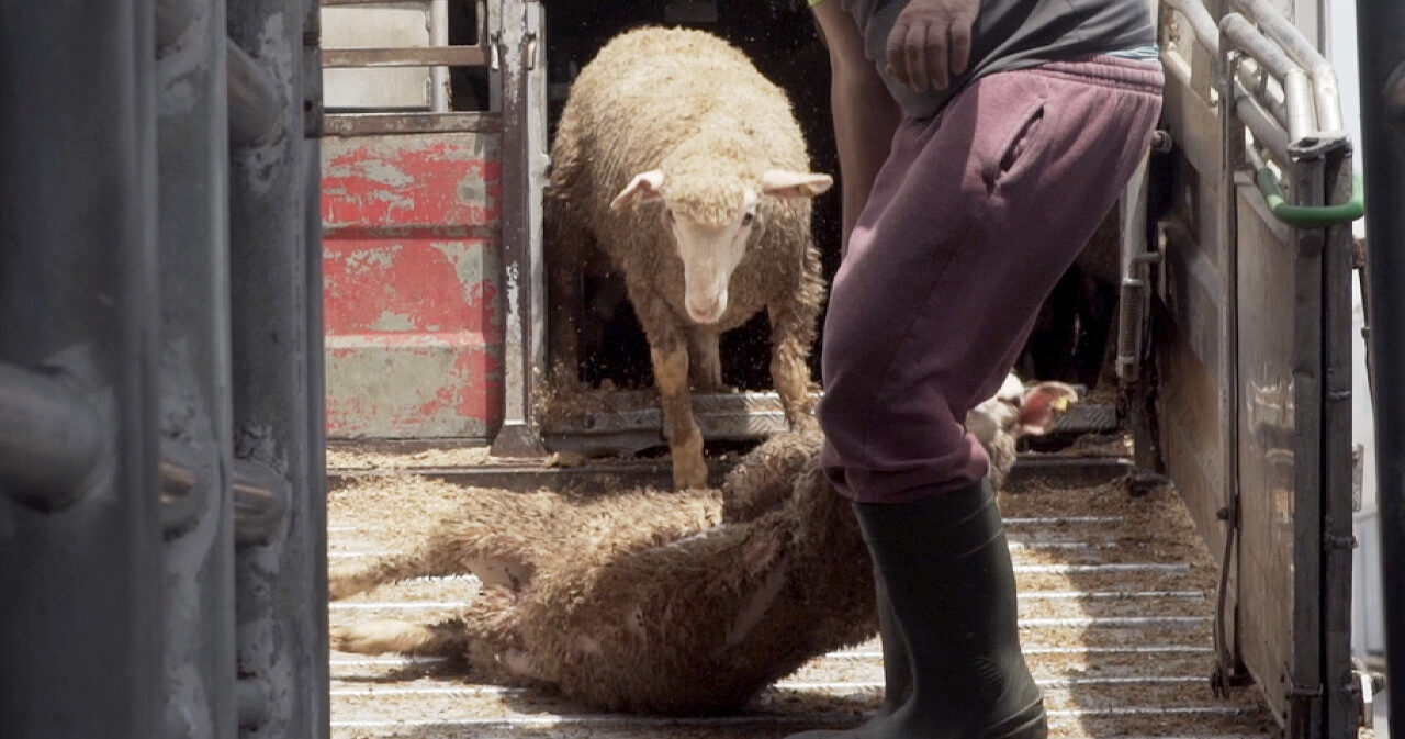 Commissione d'inchiesta sul trasporto di animali vivi: via ai lavori