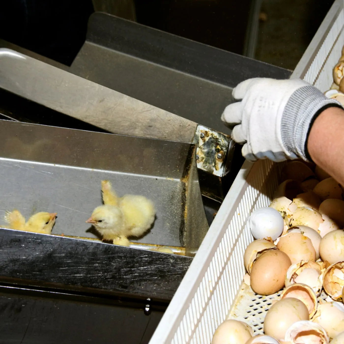 Pubblicate le linee guida per fermare l’uccisione dei pulcini maschi 1 Pubblicate le linee guida per fermare l’uccisione dei pulcini maschi