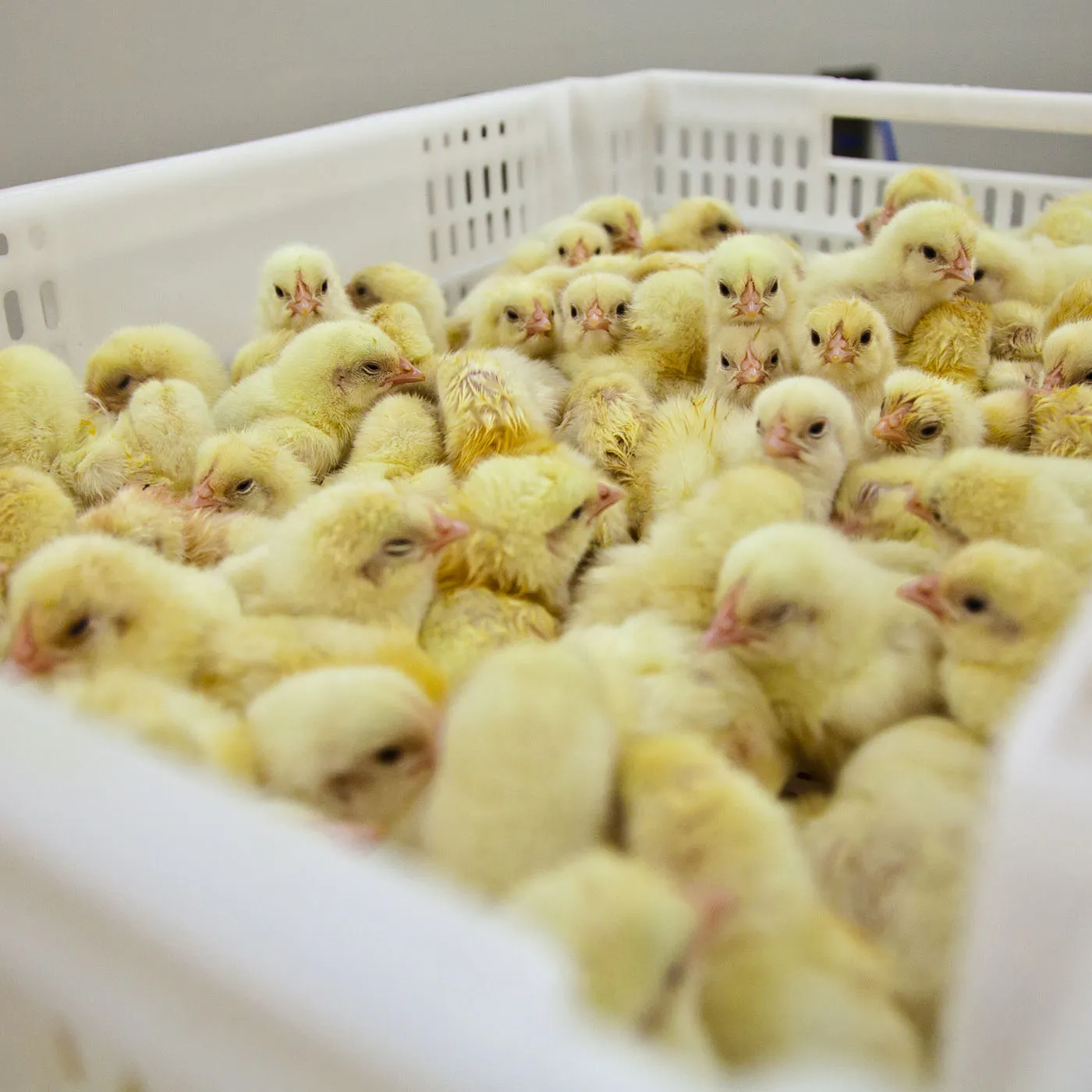 Animal Equality interviene a Strasburgo: “In Europa vengono uccisi 10 pulcini maschi al secondo. L’Unione europea rispetti i suoi trattati e fermi questa strage”