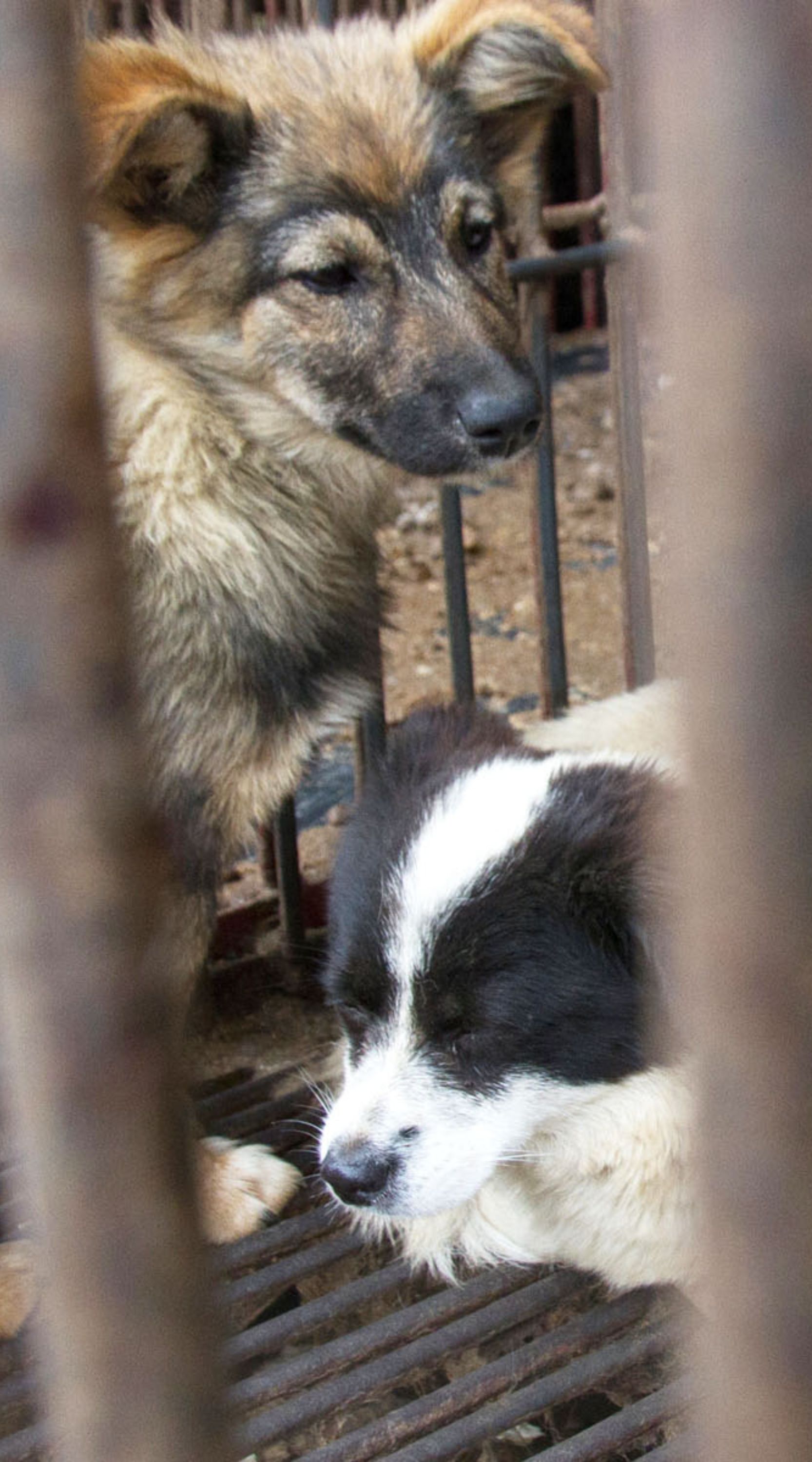 Cani nella gabbia di un wet market