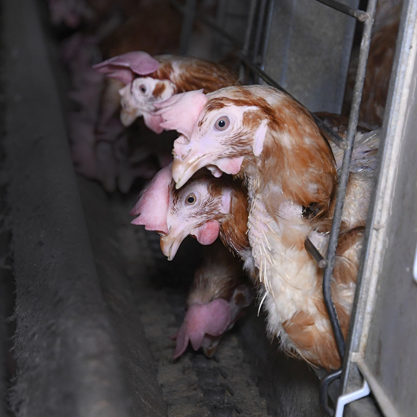 Nuova inchiesta su galline ovaiole allevate in gabbia • Legambiente