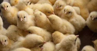 Stop alla strage dei pulcini maschi: cosa succede ora? 5 pulcini maschi