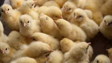 Il Senato approva lo STOP all'uccisione dei pulcini maschi 5 pulcini maschi