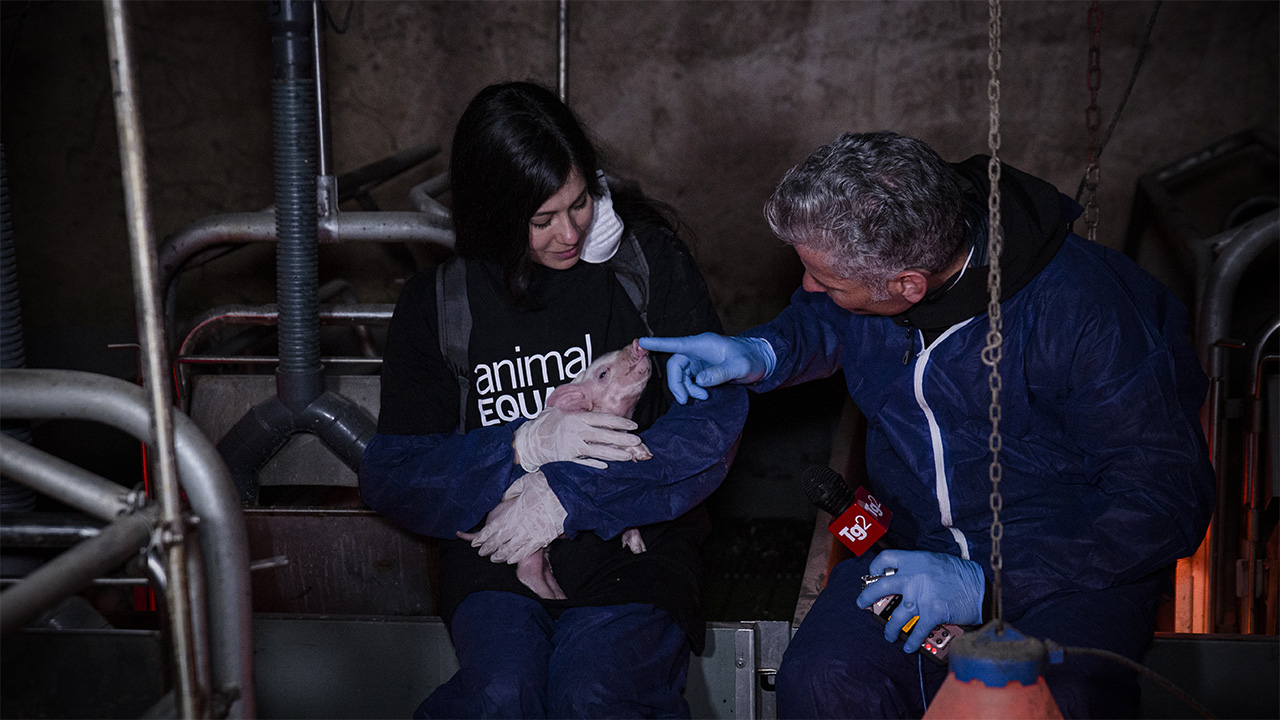 Il tuo 5x1000 per aiutare gli animali