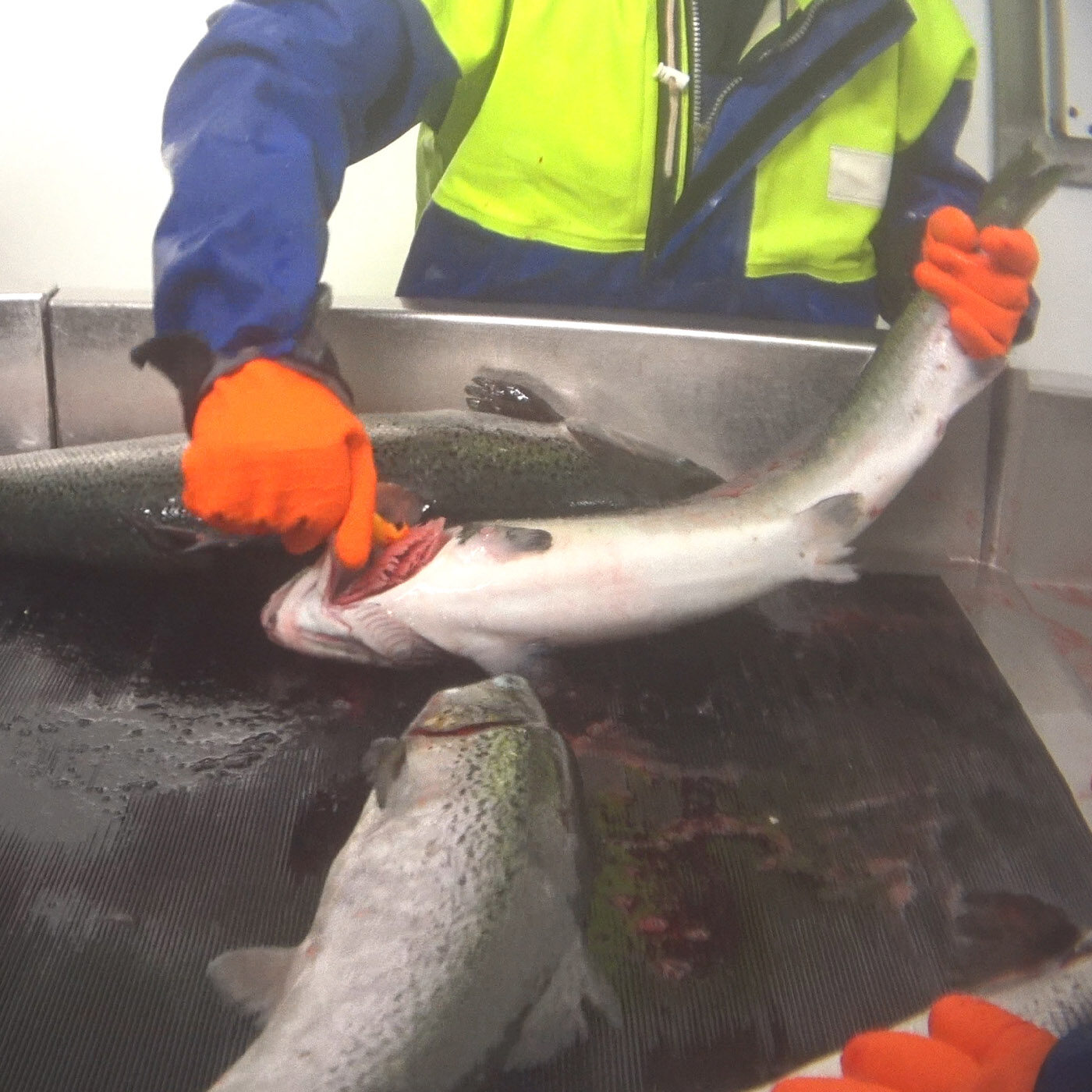 pesci salmoni uccisi soffrono