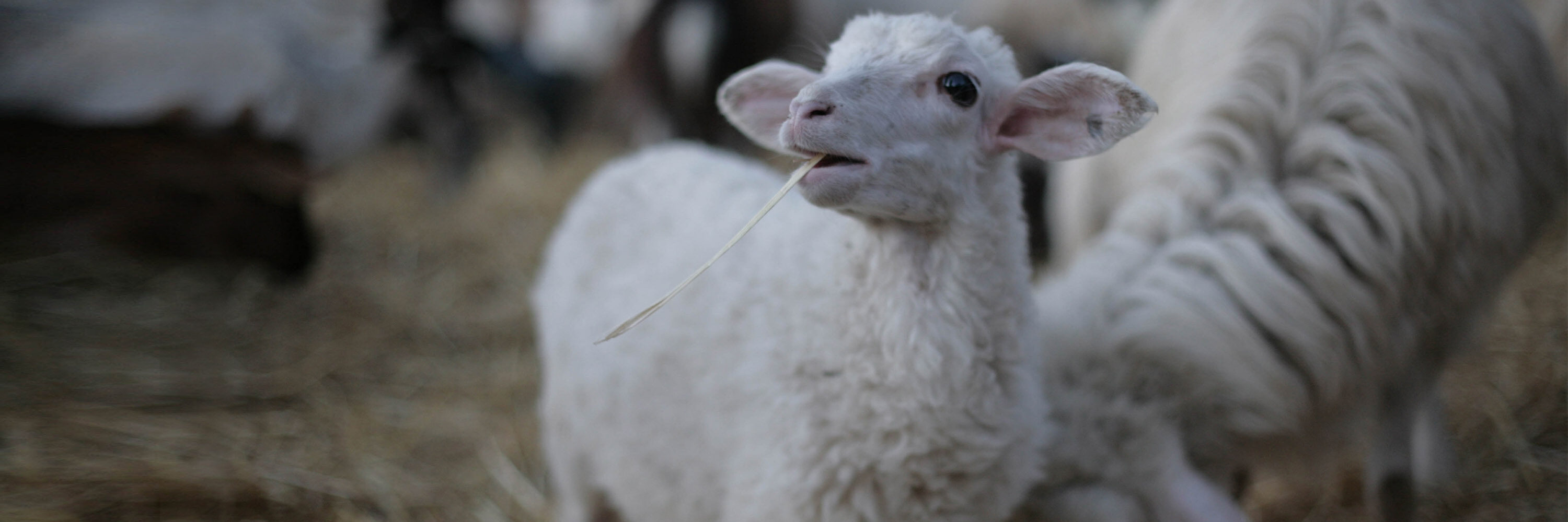 agnello paqua