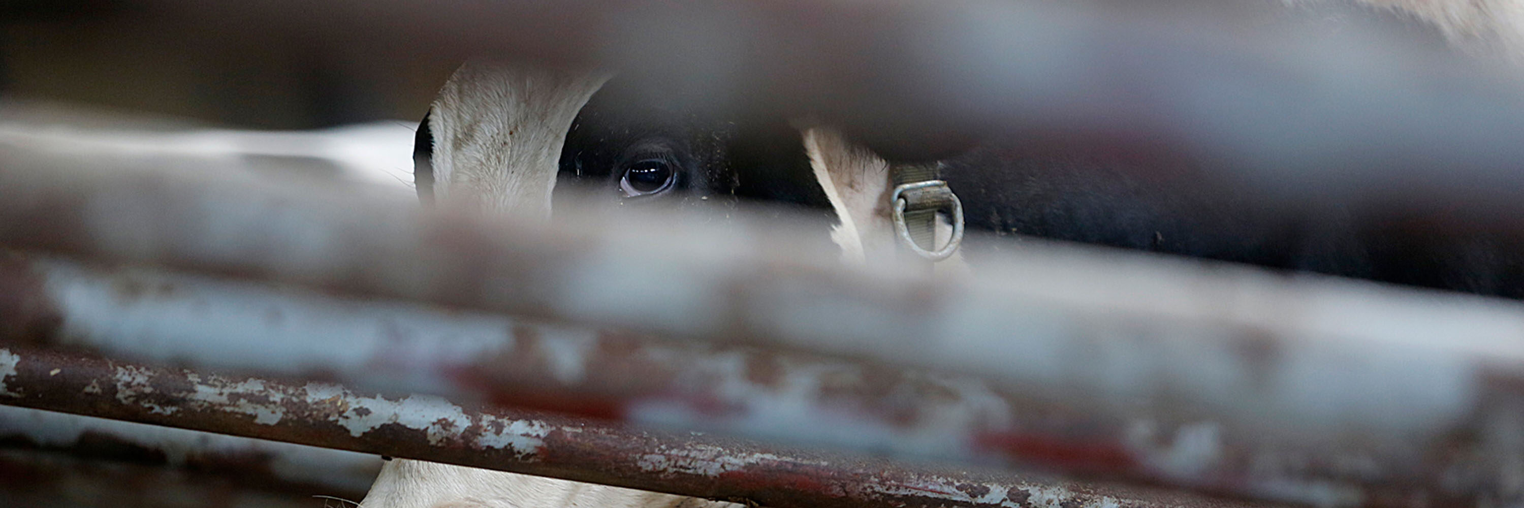 animali europa commissario benessere