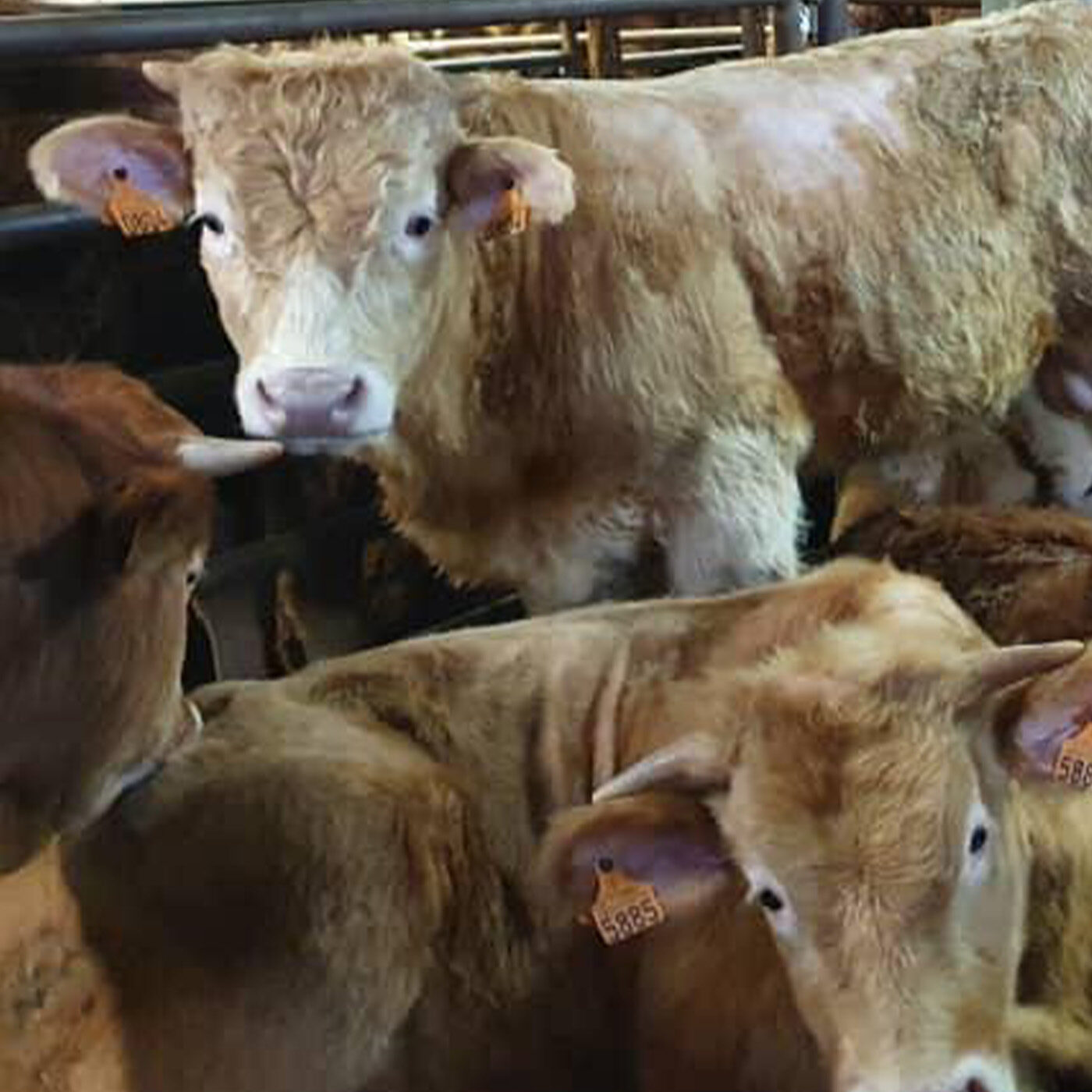 bovini navi spagna