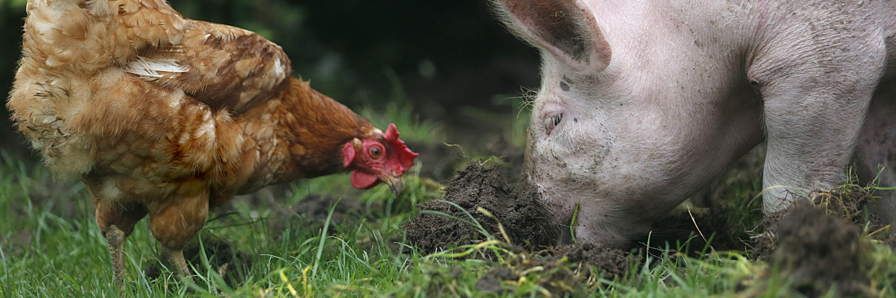 End cage Age europa