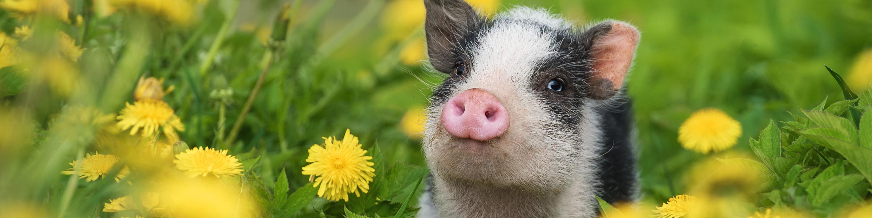 spotted pig in a field of dandelions