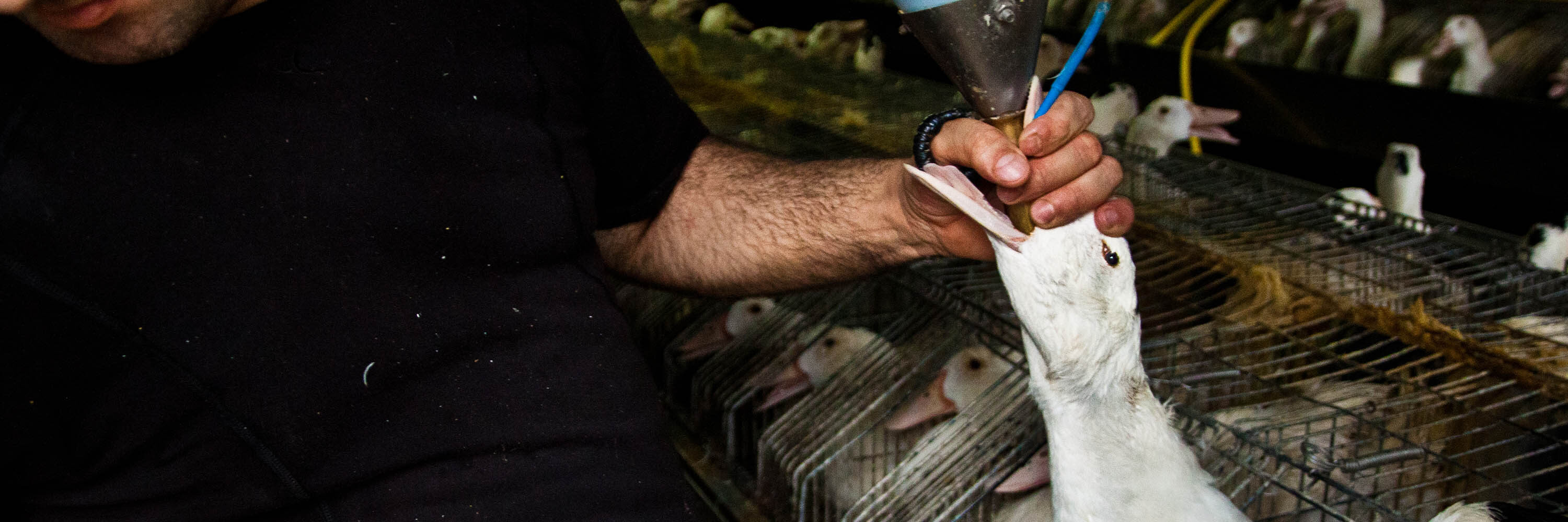 foie gras