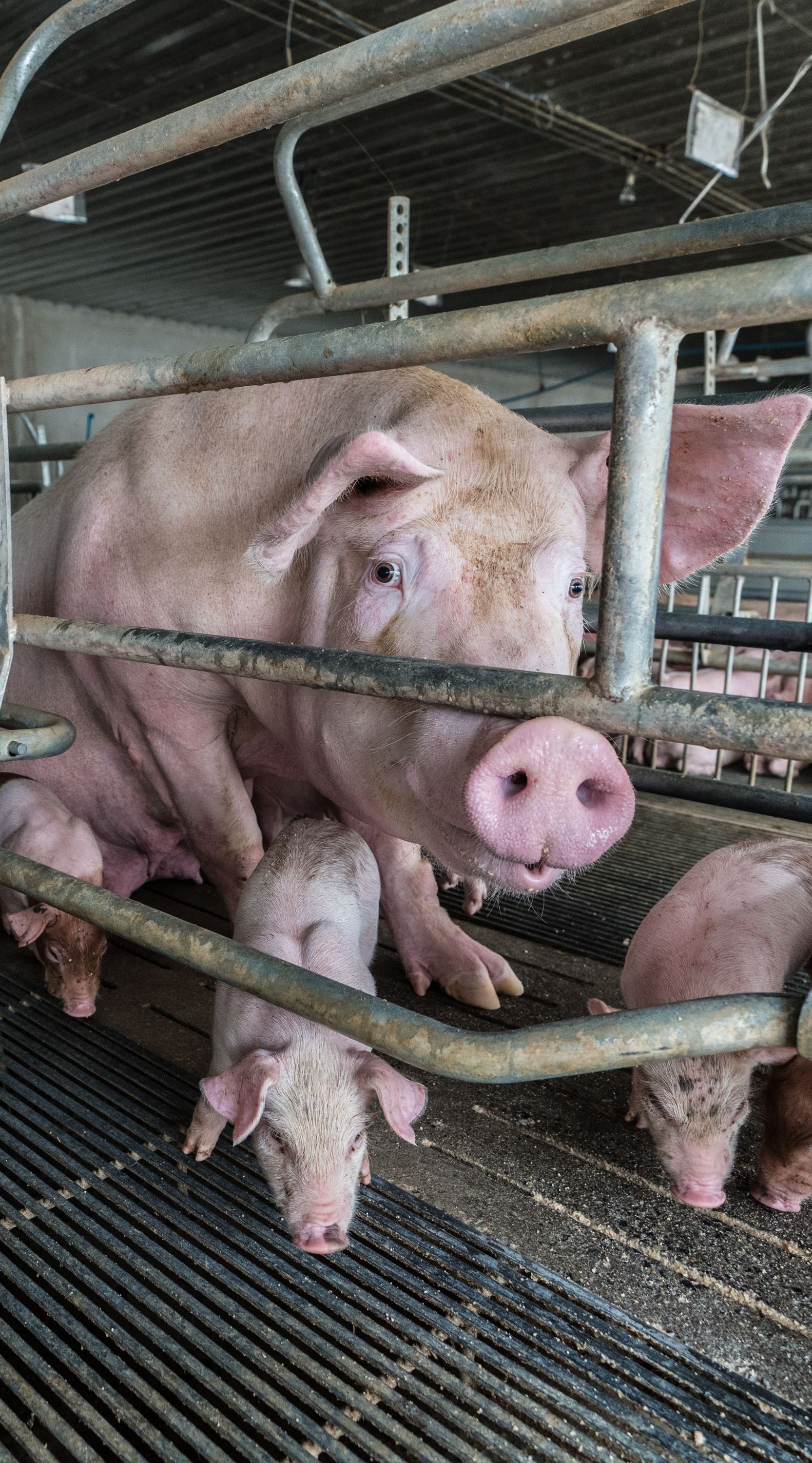 Scrofa con maialini in un allevamento intensivo