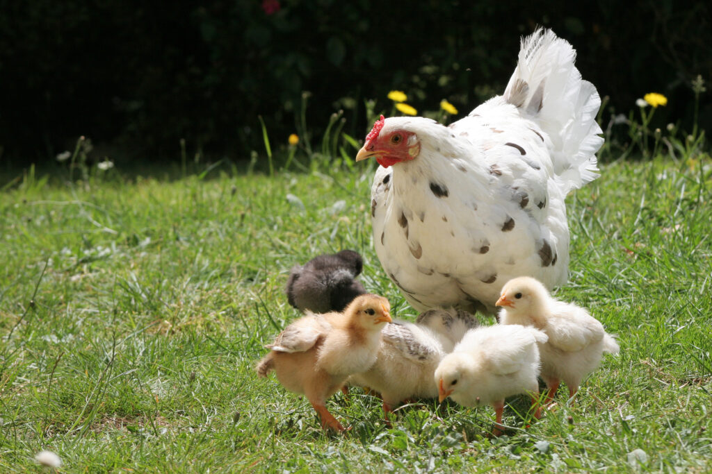 Galline, polli e pulcini: scopri i loro segreti!