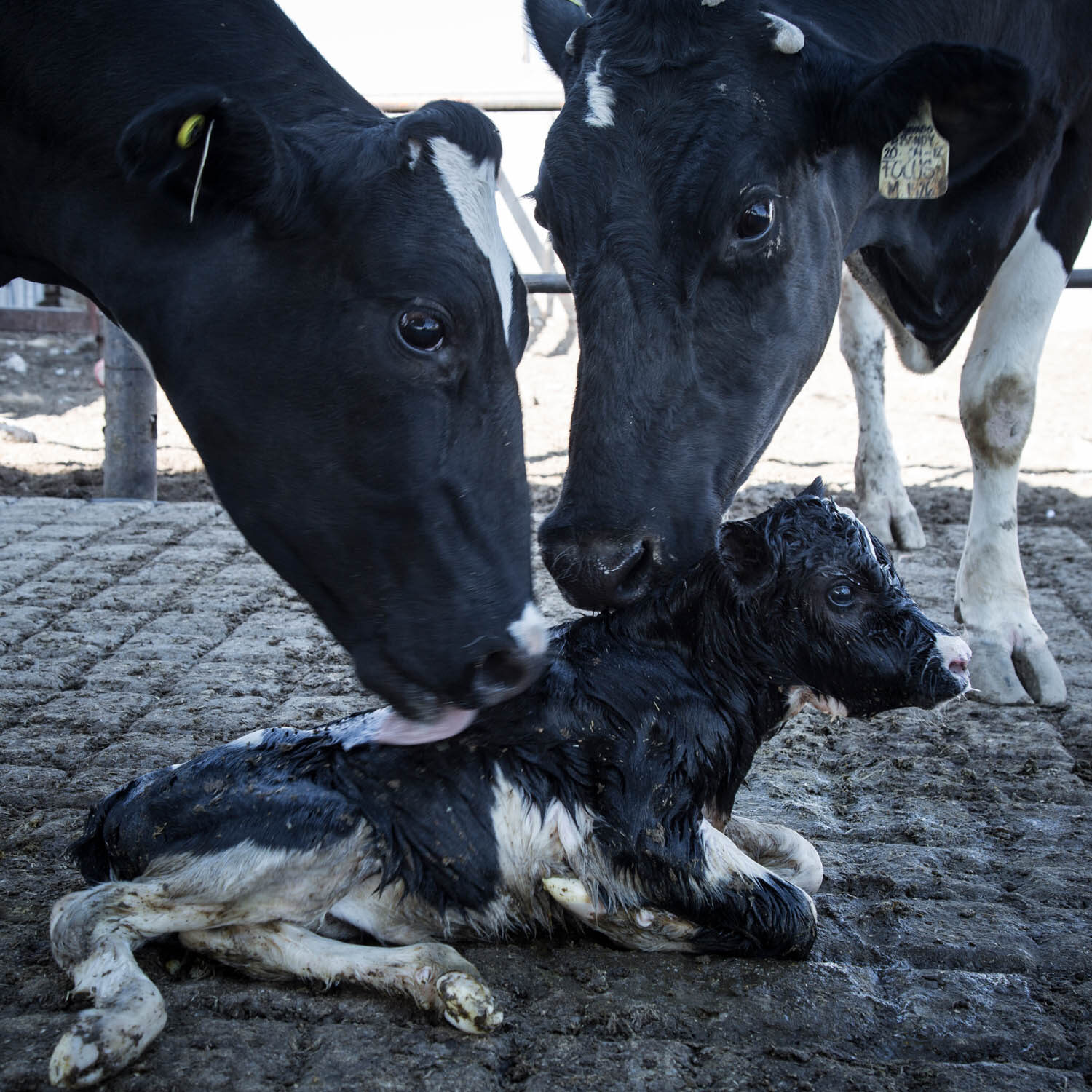 mucche vitelli produzione latte