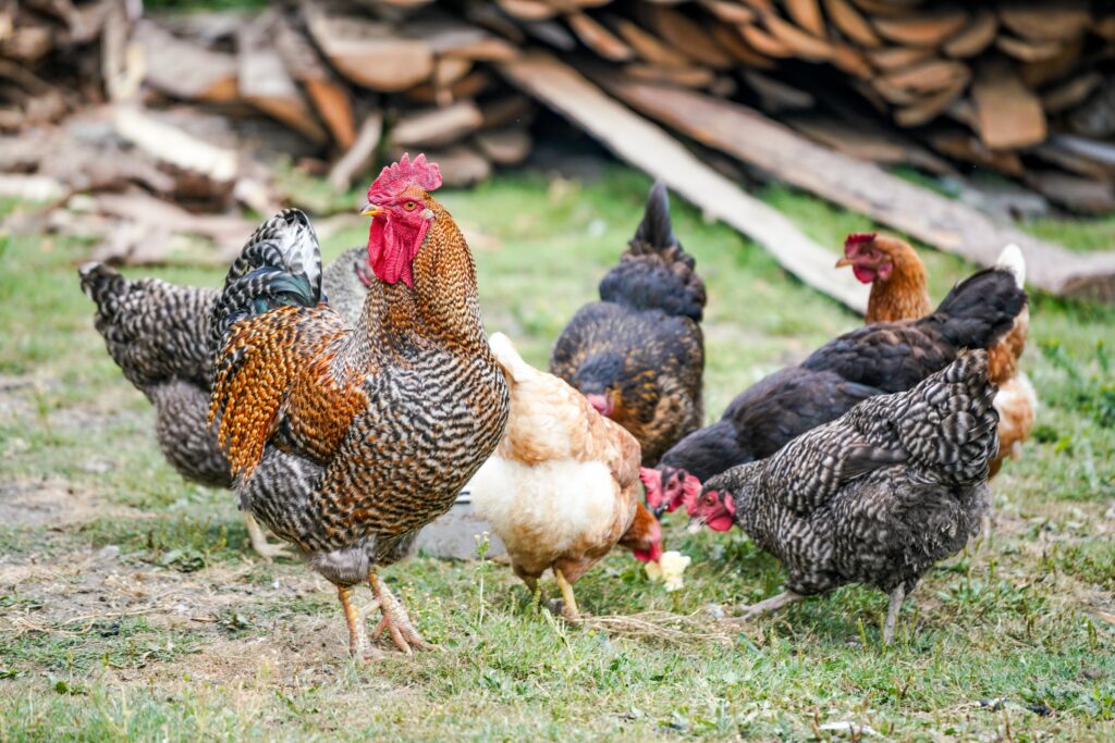 Galline, polli e pulcini: scopri i loro segreti!