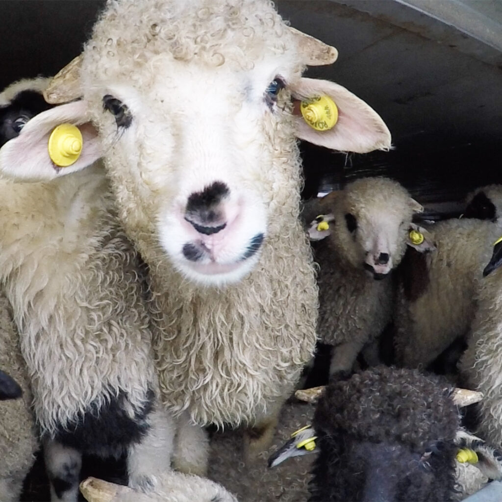 Pecore ammassate su un camion senza spazio vitale
