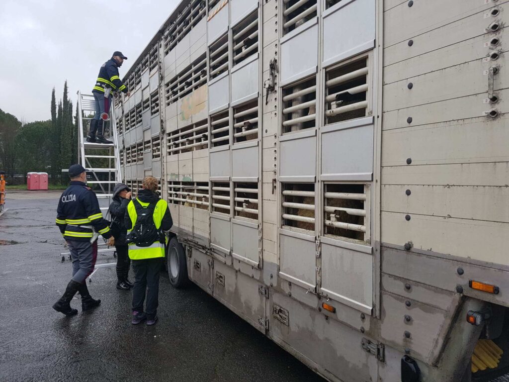 Ispezione ad un camion che trasporta animali vivi