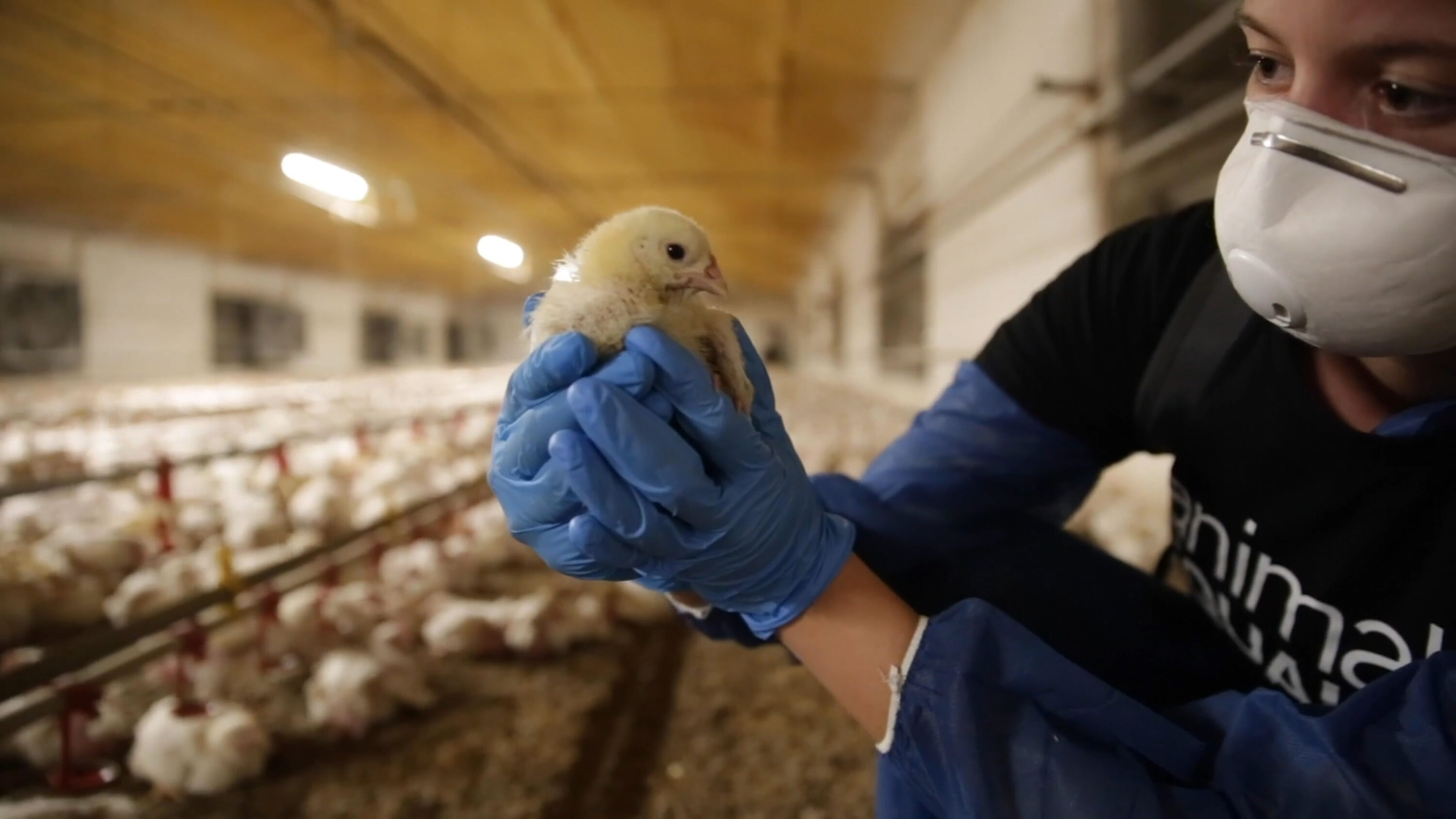 Animal Equality investigazione
