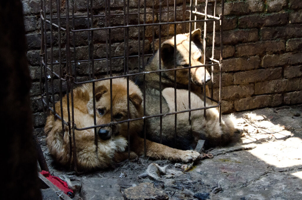 Cani in gabbia dentro un macello