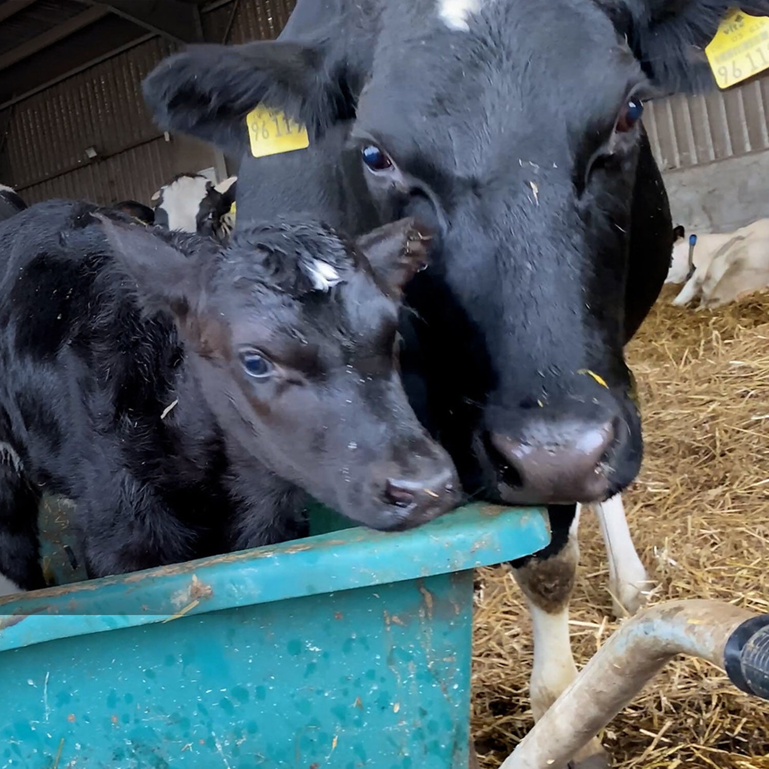 mucche vitelli latte