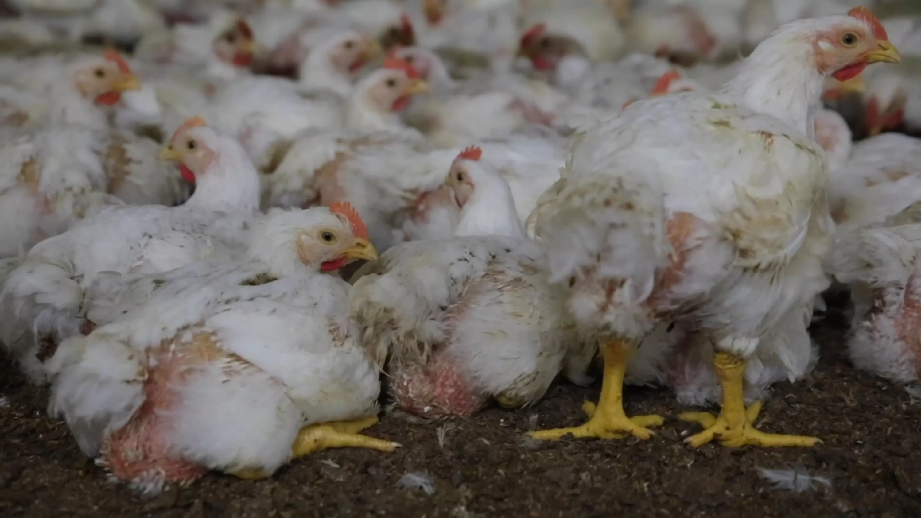 Industria allevamento intensivo polli