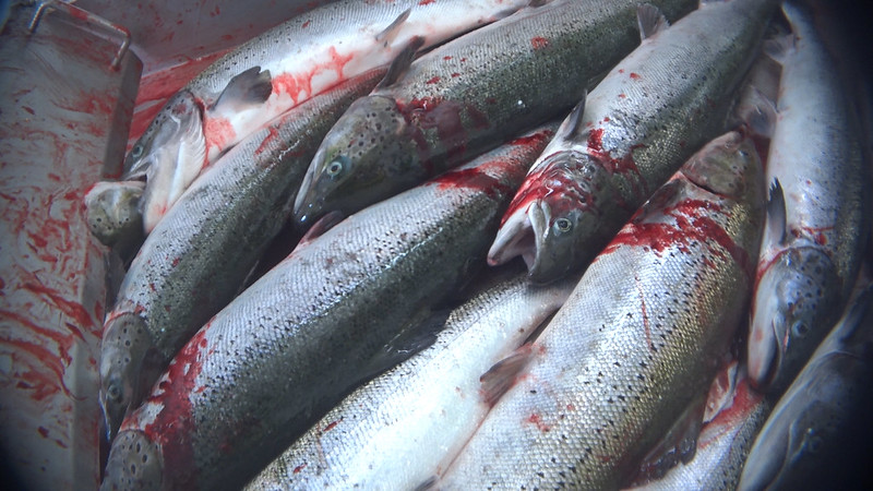 salmon-farm-uk-fish-pain